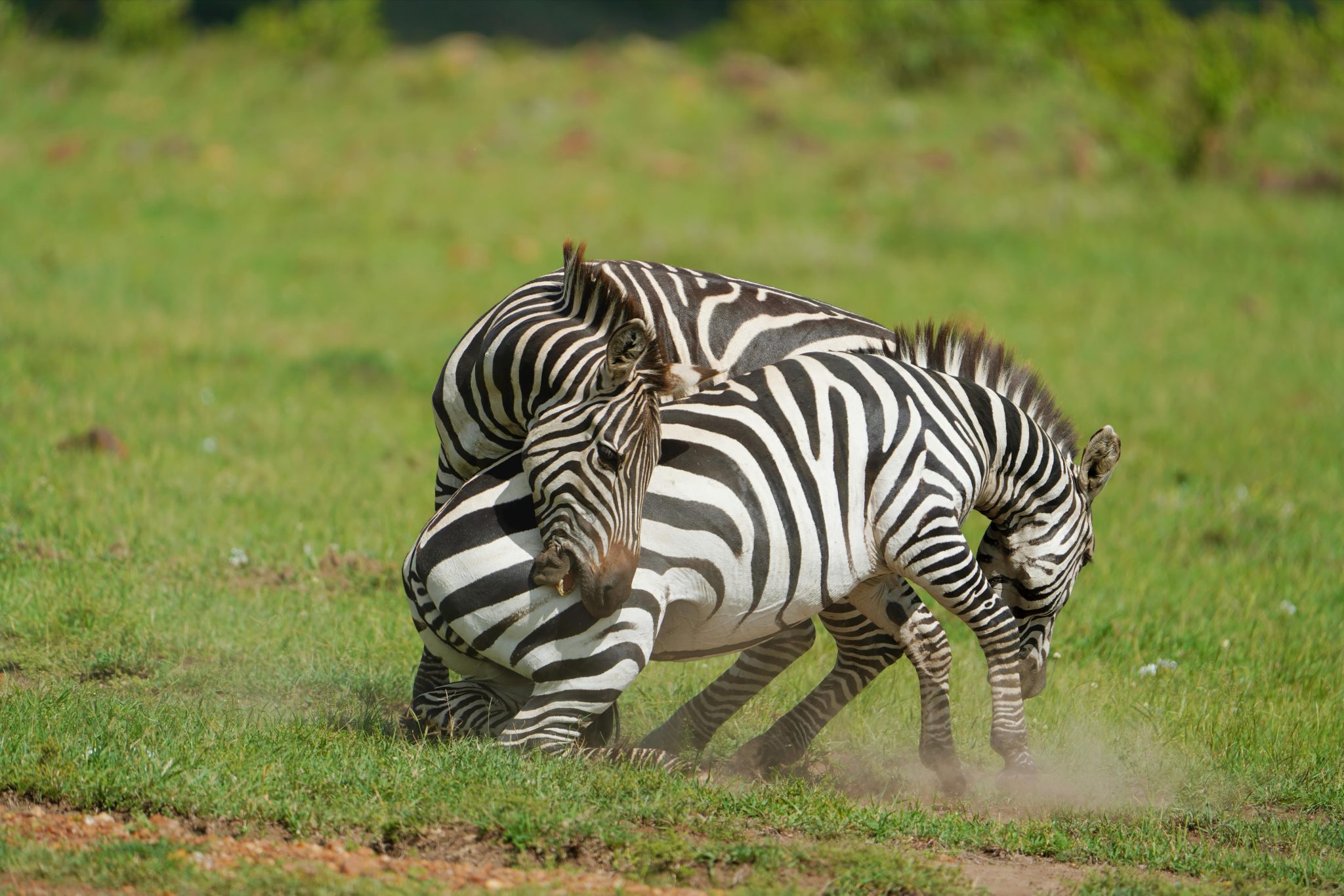 Pexels Shantanu Chand 499432810 34013306 1 2048x1366