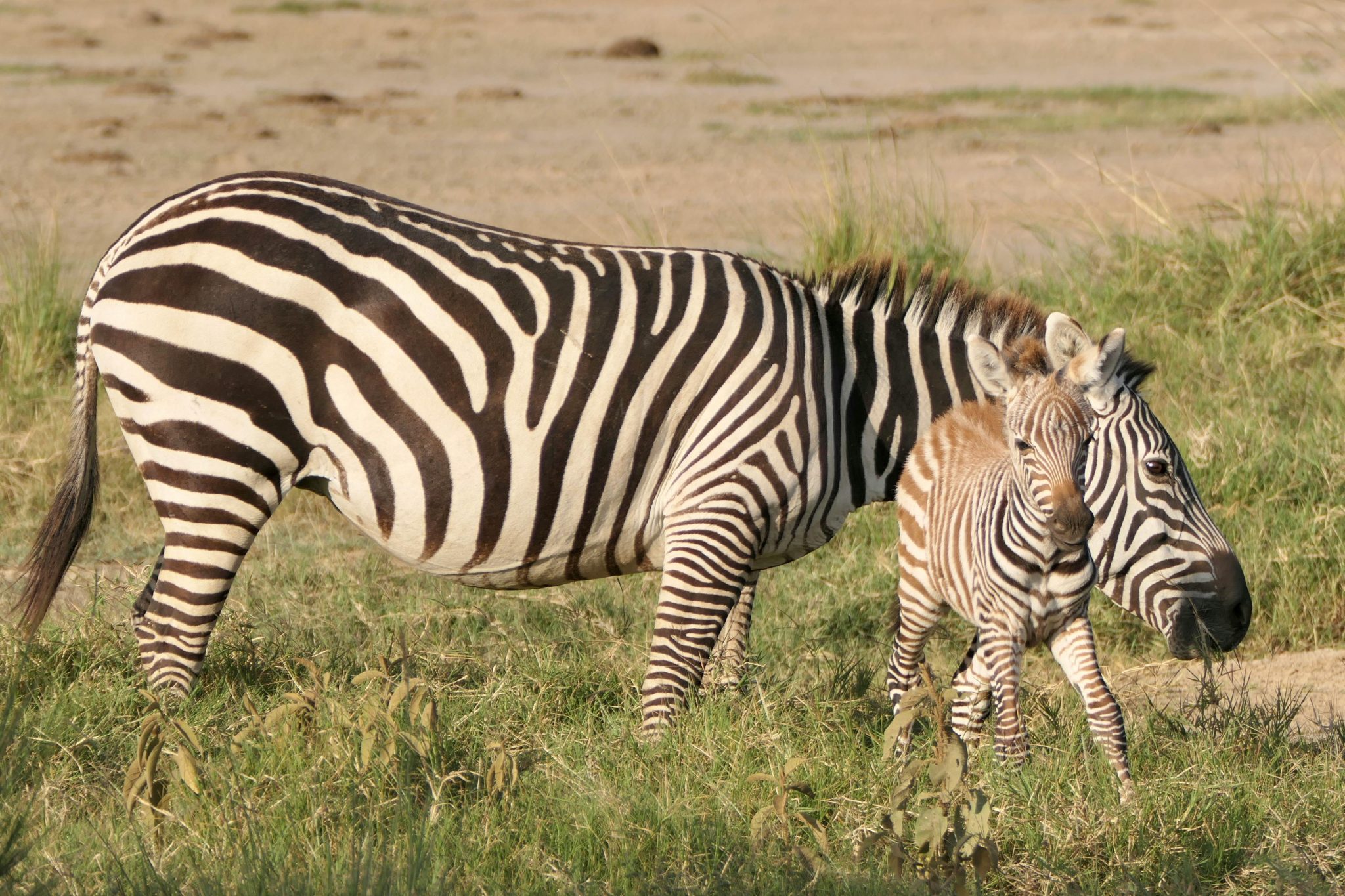 Pexels Silvialus 18115830 1 2048x1365