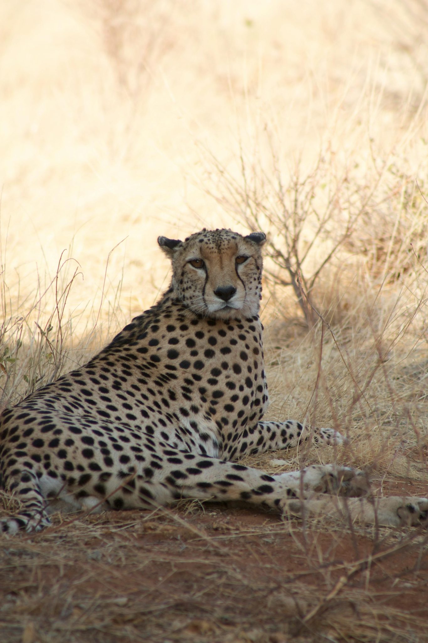 Pexels Vik Joshi 63702791 8151012 1 1365x2048