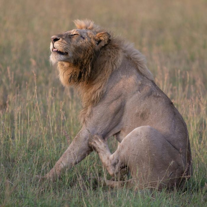 When is the Best Time for a Safari in Tanzania? lion