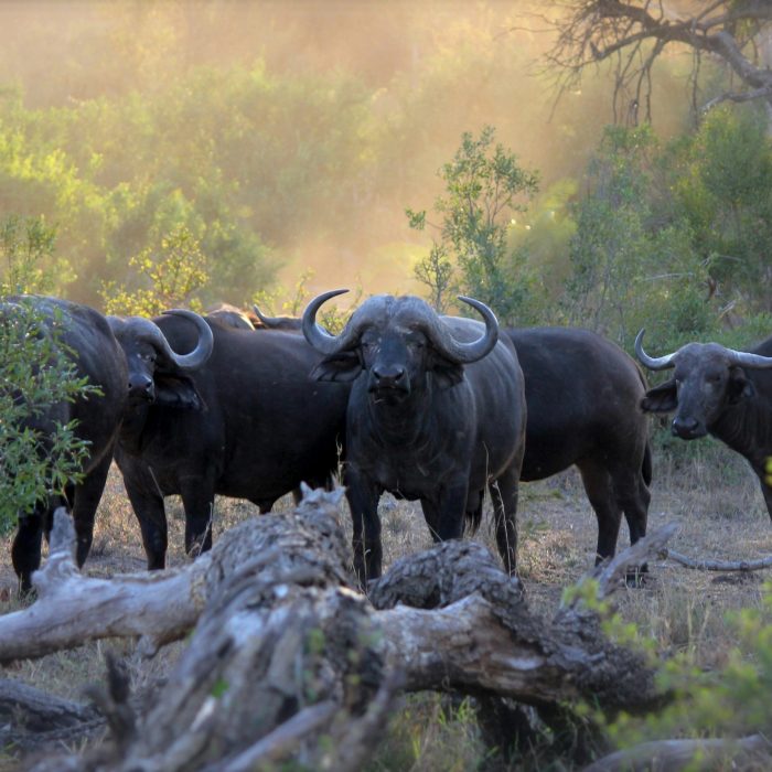 When is the Best Time for a Safari in Tanzania? buffalo