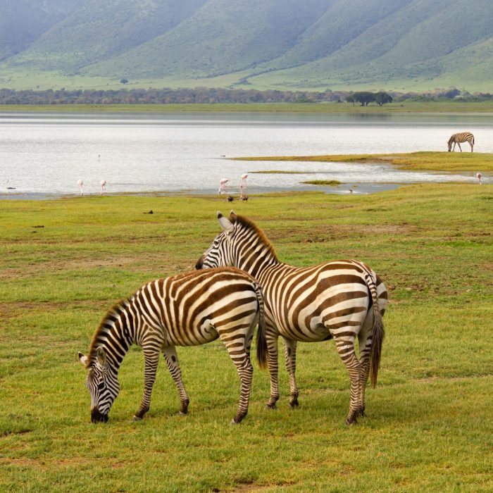 When is the Best Time for a Safari in Tanzania? Pexels Nadialovessingle 25950512 Scaled Rk205944o7b0ste9jtrkbao1k67frjzy35pdlkmpg8