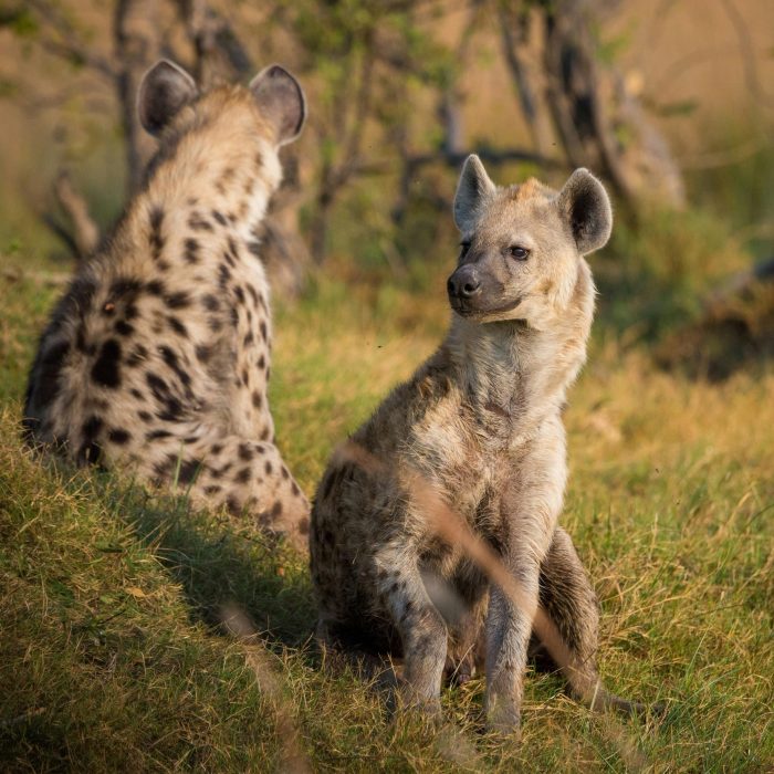 When is the Best Time for a Safari in Tanzania? hyena