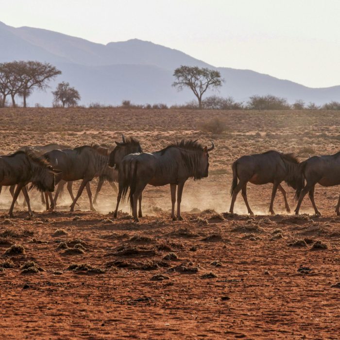 When is the Best Time for a Safari in Tanzania? wildbeast