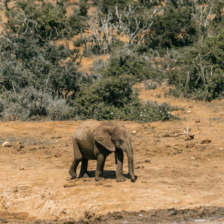 What to expect on a safari in Tanzania? pexels taryn elliott 6551965