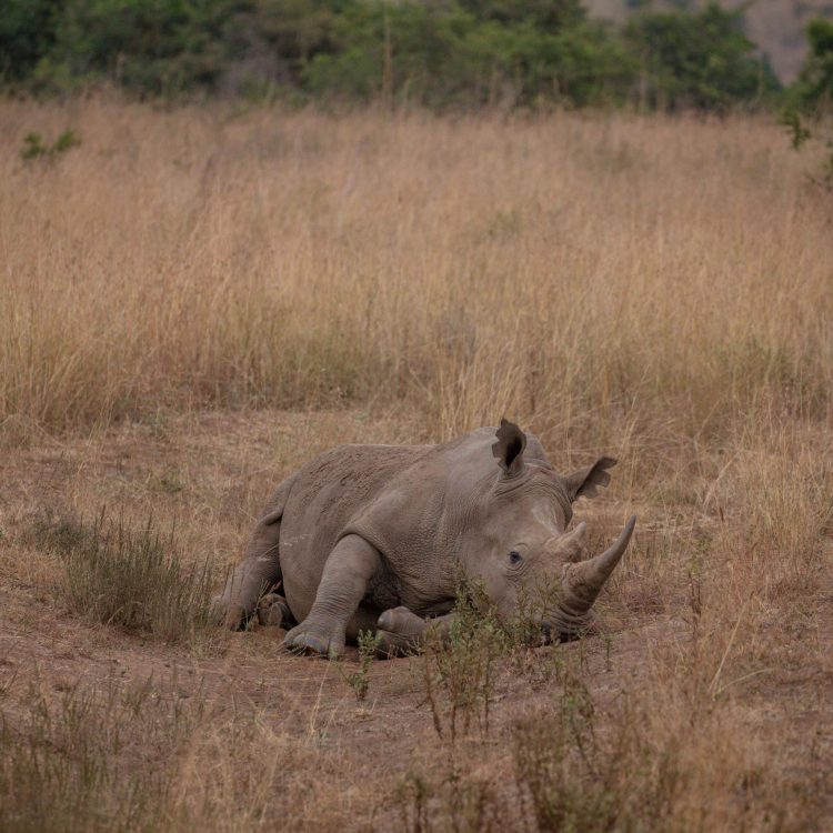 Safari with children: essential safety tips Pexels Twilightkenya 18000443 1 Scaled Rjye1423k0grthg8ujczvd1lxhuerjw50pnr3v3avg